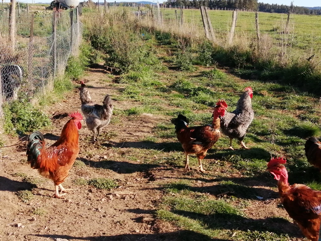 Poules de la ferme