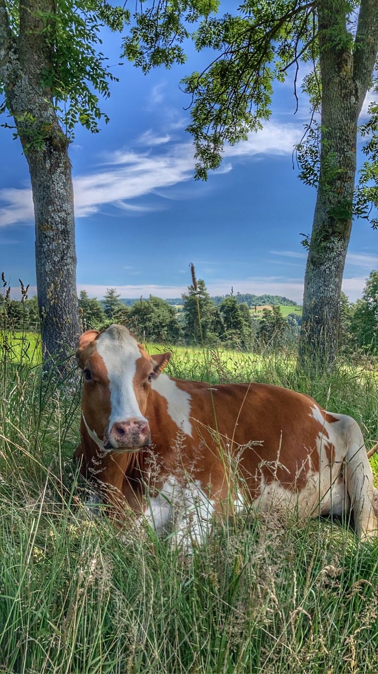 Vache dans la prairie